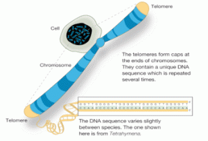 telomere